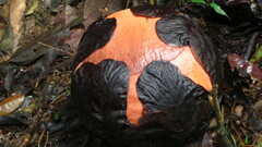 Rafflesia