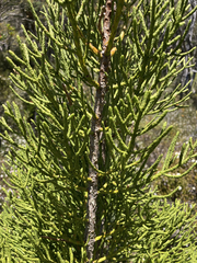 Athrotaxis cupressoides