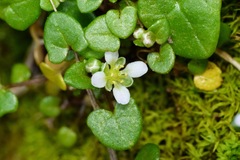 Cochlearia danica