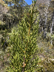 Athrotaxis cupressoides