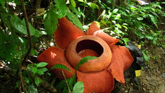 Rafflesia