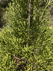 Athrotaxis cupressoides