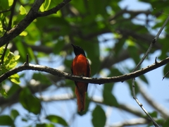 Pericrocotus speciosus