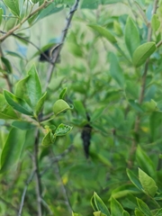 Rhamnus prinoides