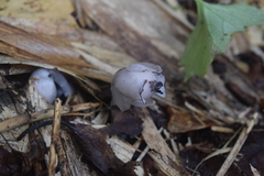 Monotropastrum humile