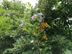 Duranta erecta