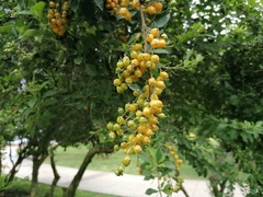 Duranta erecta