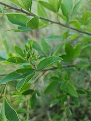 Searsia pyroides