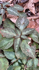 Pachysandra procumbens