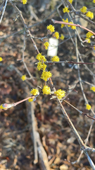 Cornus mas