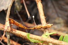 Mycena pterigena