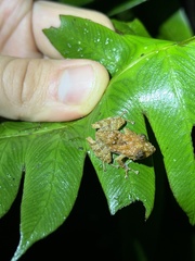 Pristimantis prolatus