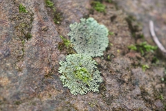 Heterodermia albicans