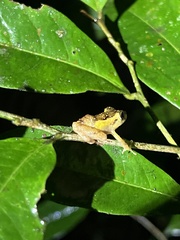 Pristimantis tamia