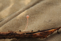 Mycena pterigena