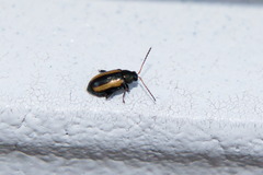 Phyllotreta