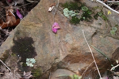 Heterodermia albicans