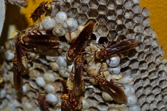 Polistes cavapyta