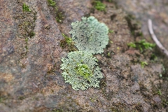 Heterodermia albicans