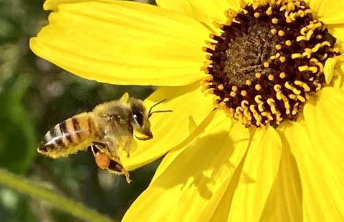 iNaturalist observation photo of Western Honey Bee