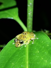 Pristimantis altamnis