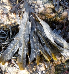 Fucus serratus