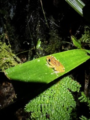 Pristimantis tamia