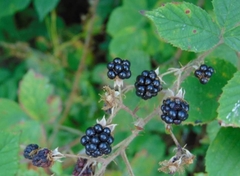 Rubus hirtus
