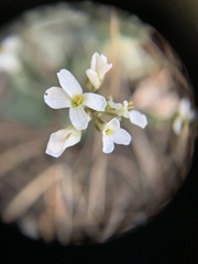 Noccaea fendleri