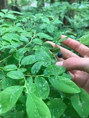 Vaccinium ovalifolium