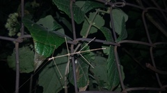 Pseudosermyle strigiceps