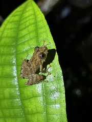 Pristimantis prolatus