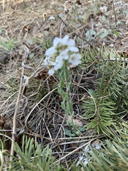 Noccaea fendleri