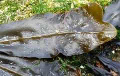 Fucus serratus