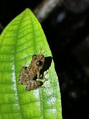 Pristimantis prolatus