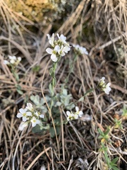 Noccaea fendleri