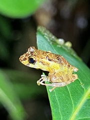 Pristimantis tamia