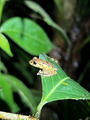 Pristimantis tamia
