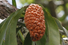 Heteropsis rigidifolia