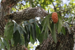 Heteropsis rigidifolia