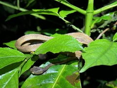 Imantodes lentiferus