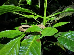 Imantodes lentiferus