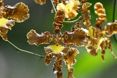 Gomesa imperatoris-maximiliani