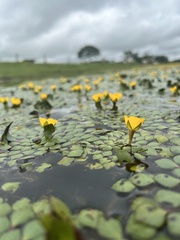 Ludwigia sedoides