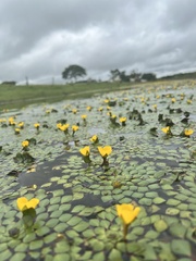 Ludwigia sedoides