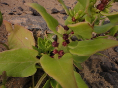 Patellifolia procumbens image