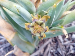 Ferraria variabilis
