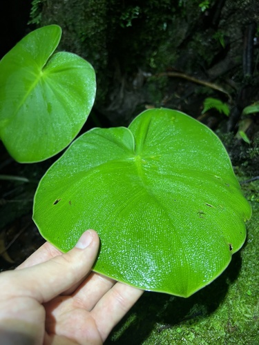 Foto de Filodendro-patinha