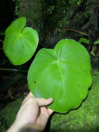 Foto de Filodendro-patinha