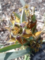 Ferraria variabilis